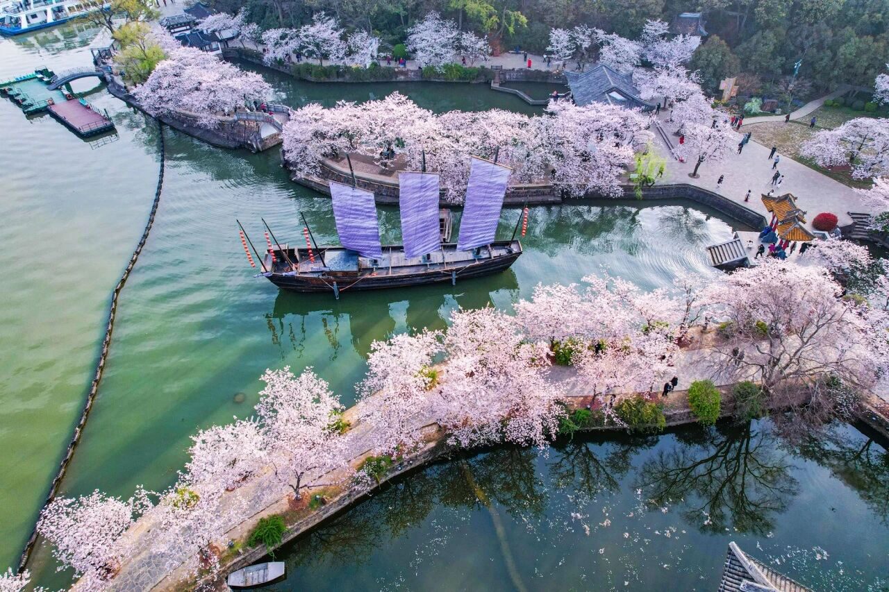 樱花牵锡港、春韵满江南，无锡鼋头渚国际樱花节在香港全球发布!