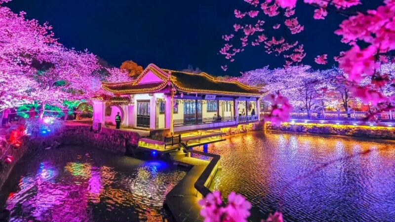 樱花牵锡港、春韵满江南，无锡鼋头渚国际樱花节在香港全球发布!