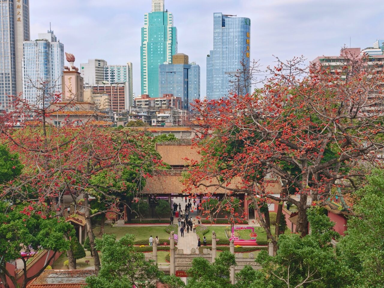 3月广州，木棉花开满城红，图为农讲所纪念馆内木棉花盛放。人民网记者 王雅蝶摄