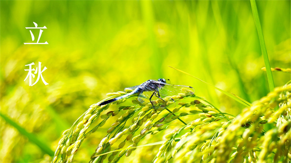 立秋换季 ：清爽告别夏日，与初秋温柔邂逅