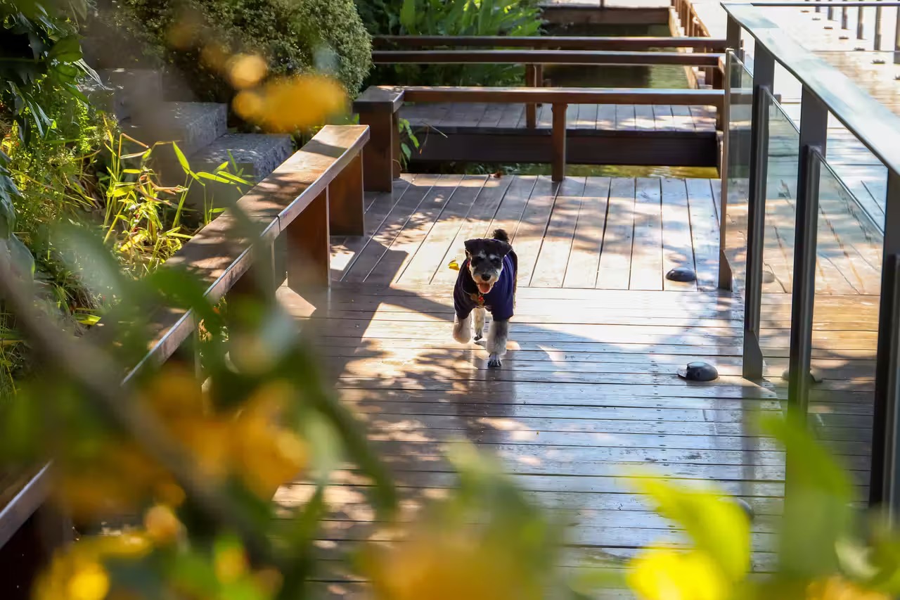 A dog walking on a wooden deckAI-generated content may be incorrect.